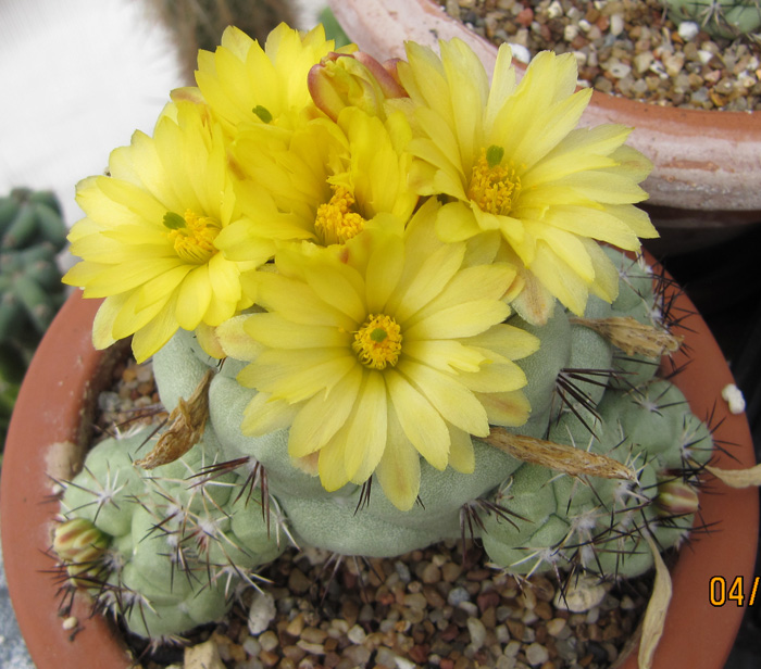 Ortegocactus macdougallii